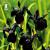 Iris chrysographus Black Form.jpg